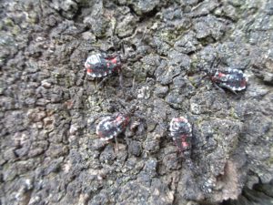 虫探しのち仰天ニュース Colors 学童保育所など アンジェリカの放課後子ども育成事業 虫探しのち仰天ニュース Colors 学童保育所など アンジェリカの放課後子ども育成事業